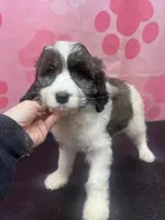 Several available , a male Springer Doodle for sale in Blairsville, GA – Photo 1 of 5