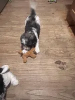 Several available , a male Springer Doodle for sale in Blairsville, GA – Photo 4 of 5