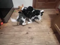 Several available , a male Springer Doodle for sale in Blairsville, GA – Photo 2 of 5