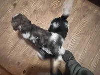 Several available , a male Springer Doodle for sale in Blairsville, GA – Photo 3 of 5