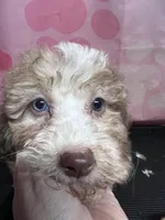 Several available , a female Aussiedoodle for sale in Blairsville, GA – Photo 2 of 5