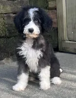 Several available , a female Aussiedoodle for sale in Blairsville, GA – Photo 3 of 5