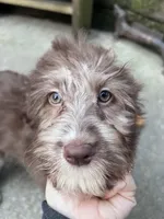 Several available , a female Aussiedoodle for sale in Blairsville, GA – Photo 5 of 5