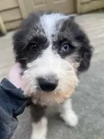 Several available , a female Aussiedoodle for sale in Blairsville, GA – Photo 4 of 5