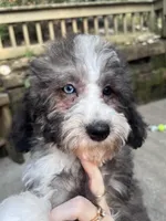 Several available , a female Aussiedoodle for sale in Blairsville, GA – Photo 1 of 5