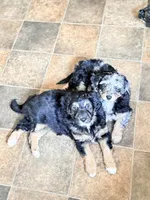 Presley, a female Aussiedoodle for sale in Fredonia, PA – Photo 4 of 6