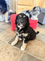 Presley, a female Aussiedoodle for sale in Fredonia, PA – Photo 5 of 6