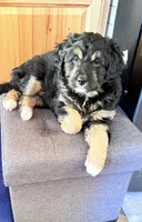 Presley, a female Aussiedoodle for sale in Fredonia, PA – Photo 1 of 6