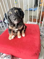 Presley, a female Aussiedoodle for sale in Fredonia, PA – Photo 3 of 6