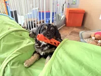 Presley, a female Aussiedoodle for sale in Fredonia, PA – Photo 2 of 6