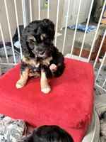 Presley, a female Aussiedoodle for sale in Fredonia, PA – Photo 6 of 6