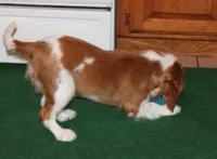 FULL AKC 3, a male Cavalier King Charles Spaniel for sale in Vian, OK – Photo 3 of 10