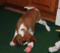 FULL AKC 3, a male Cavalier King Charles Spaniel for sale in Vian, OK – Photo 6 of 10