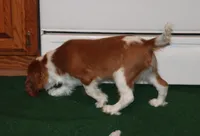 FULL AKC 3, a male Cavalier King Charles Spaniel for sale in Vian, OK – Photo 4 of 10