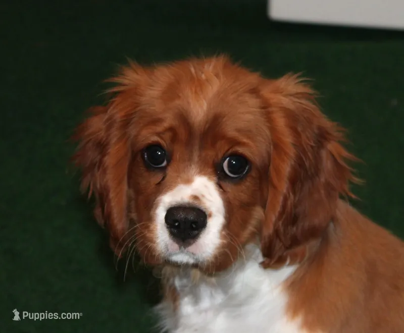FULL AKC 3 – Cavalier King Charles Spaniel puppy for sale in Vian, OK