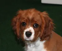 FULL AKC 3, a male Cavalier King Charles Spaniel for sale in Vian, OK – Photo 1 of 10
