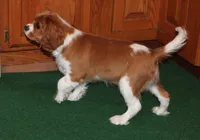FULL AKC 3, a male Cavalier King Charles Spaniel for sale in Vian, OK – Photo 2 of 10