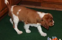 FULL AKC 3, a male Cavalier King Charles Spaniel for sale in Vian, OK – Photo 5 of 10