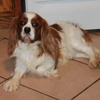 FULL AKC 3, a male Cavalier King Charles Spaniel for sale in Vian, OK – Photo 7 of 10