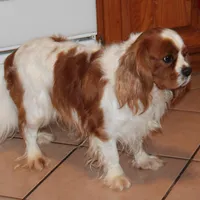 FULL AKC 3, a male Cavalier King Charles Spaniel for sale in Vian, OK – Photo 9 of 10