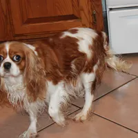 FULL AKC 3, a male Cavalier King Charles Spaniel for sale in Vian, OK – Photo 10 of 10