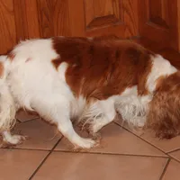 FULL AKC 3, a male Cavalier King Charles Spaniel for sale in Vian, OK – Photo 8 of 10