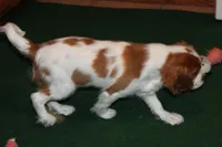 AKC BUDDY NEUTERED, a male Cavalier King Charles Spaniel for sale in Vian, OK – Photo 2 of 10