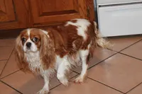 AKC BUDDY NEUTERED, a male Cavalier King Charles Spaniel for sale in Vian, OK – Photo 9 of 10