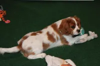 AKC BUDDY NEUTERED, a male Cavalier King Charles Spaniel for sale in Vian, OK – Photo 4 of 10
