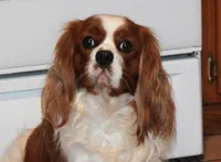 AKC BUDDY NEUTERED, a male Cavalier King Charles Spaniel for sale in Vian, OK – Photo 7 of 10