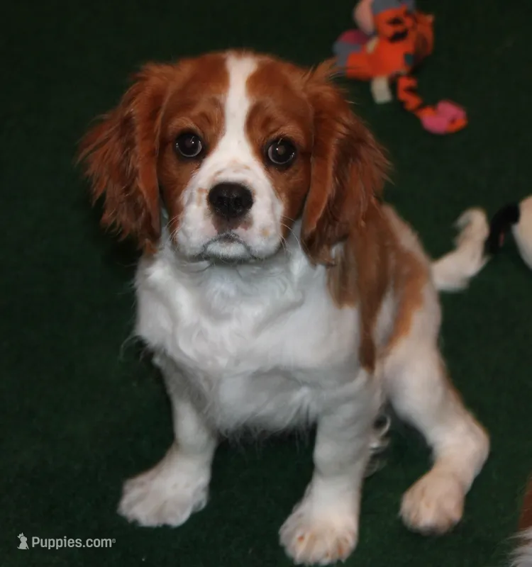 AKC BUDDY NEUTERED, a male Cavalier King Charles Spaniel for sale in Vian, OK – Photo 1 of 10
