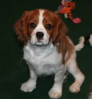 AKC BUDDY NEUTERED, a male Cavalier King Charles Spaniel for sale in Vian, OK – Photo 1 of 10
