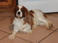 AKC BUDDY NEUTERED, a male Cavalier King Charles Spaniel for sale in Vian, OK – Photo 8 of 10