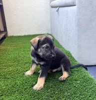 ALEX, a male German Shepherd Dog for sale in Fullerton, CA – 4 of 4