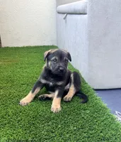 ALEX, a male German Shepherd Dog for sale in Fullerton, CA – 3 of 4
