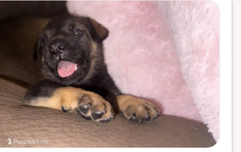 ALEX – German Shepherd Dog puppy for sale in Fullerton, CA