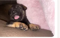 ALEX, a male German Shepherd Dog for sale in Fullerton, CA – 1 of 4