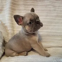 Lucy, a female French Bulldog for sale in Hamilton, MI – Photo 6 of 8