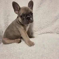 Lucy, a female French Bulldog for sale in Hamilton, MI – Photo 3 of 8