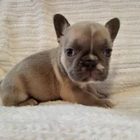 Lucy, a female French Bulldog for sale in Hamilton, MI – Photo 8 of 8