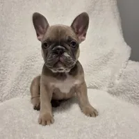 Lucy, a female French Bulldog for sale in Hamilton, MI – Photo 1 of 8