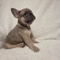 Lucy, a female French Bulldog for sale in Hamilton, MI – Photo 2 of 8
