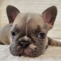 Lucy, a female French Bulldog for sale in Hamilton, MI – Photo 5 of 8