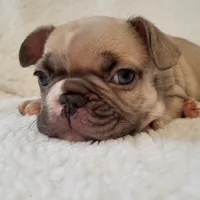 Snoopy, a male French Bulldog for sale in Hamilton, MI – Photo 7 of 9