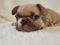 Snoopy, a male French Bulldog for sale in Hamilton, MI – Photo 7 of 9