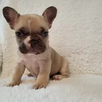 Snoopy, a male French Bulldog for sale in Hamilton, MI – Photo 8 of 9
