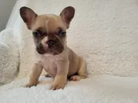 Snoopy, a male French Bulldog for sale in Hamilton, MI – Photo 8 of 9