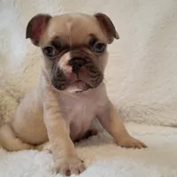 Snoopy, a male French Bulldog for sale in Hamilton, MI – Photo 5 of 9