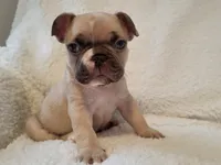 Snoopy, a male French Bulldog for sale in Hamilton, MI – Photo 5 of 9