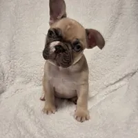 Snoopy, a male French Bulldog for sale in Hamilton, MI – Photo 1 of 9